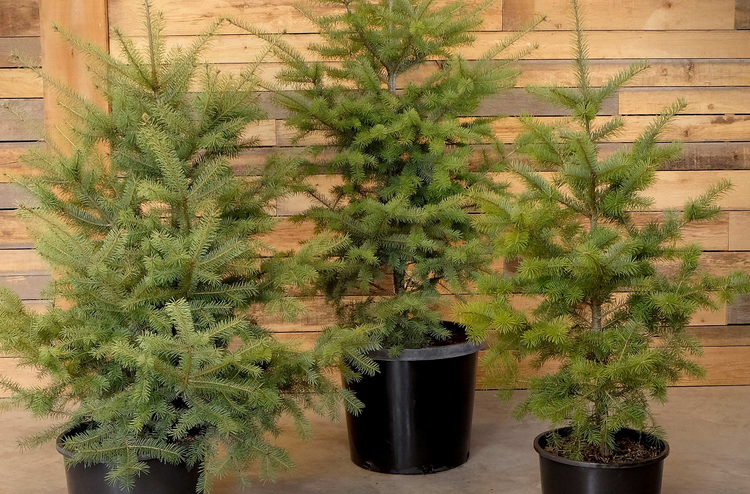 Potted Christmas Trees