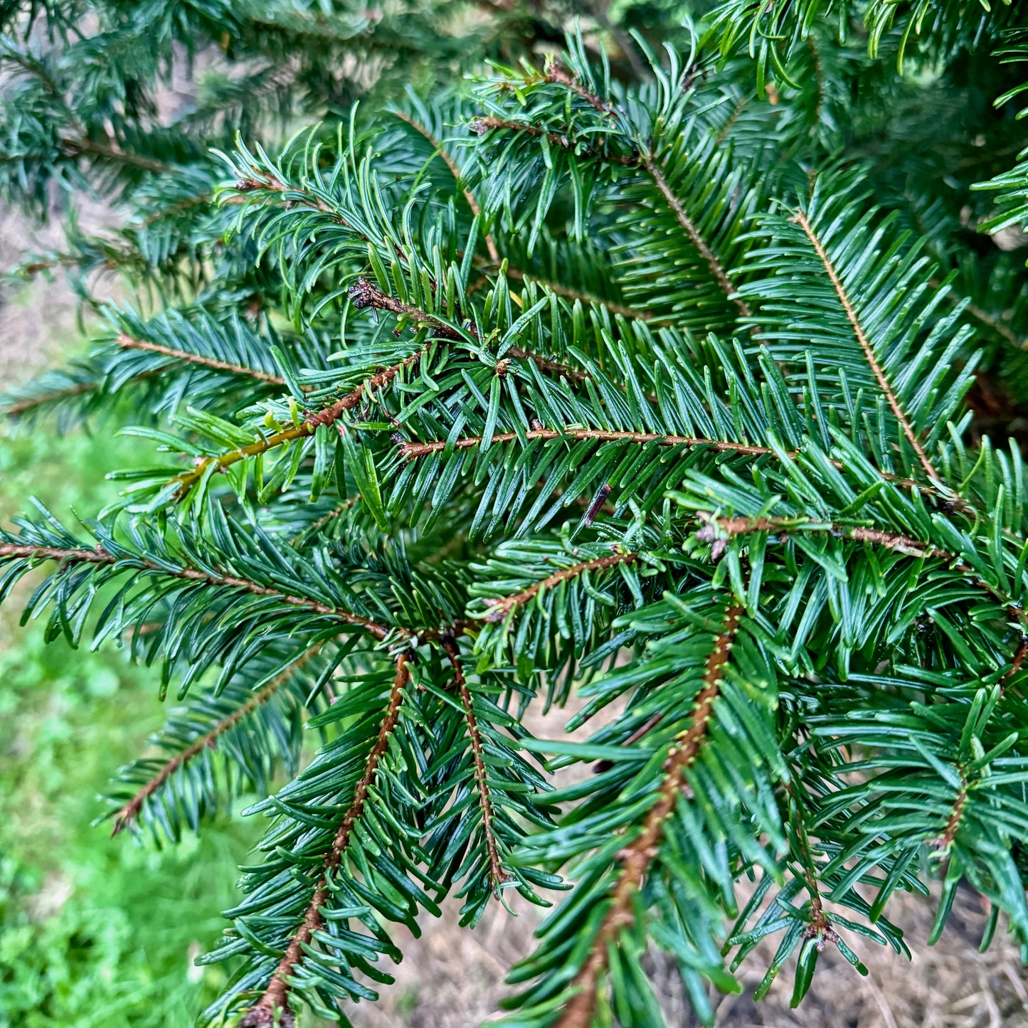 Grand Fir