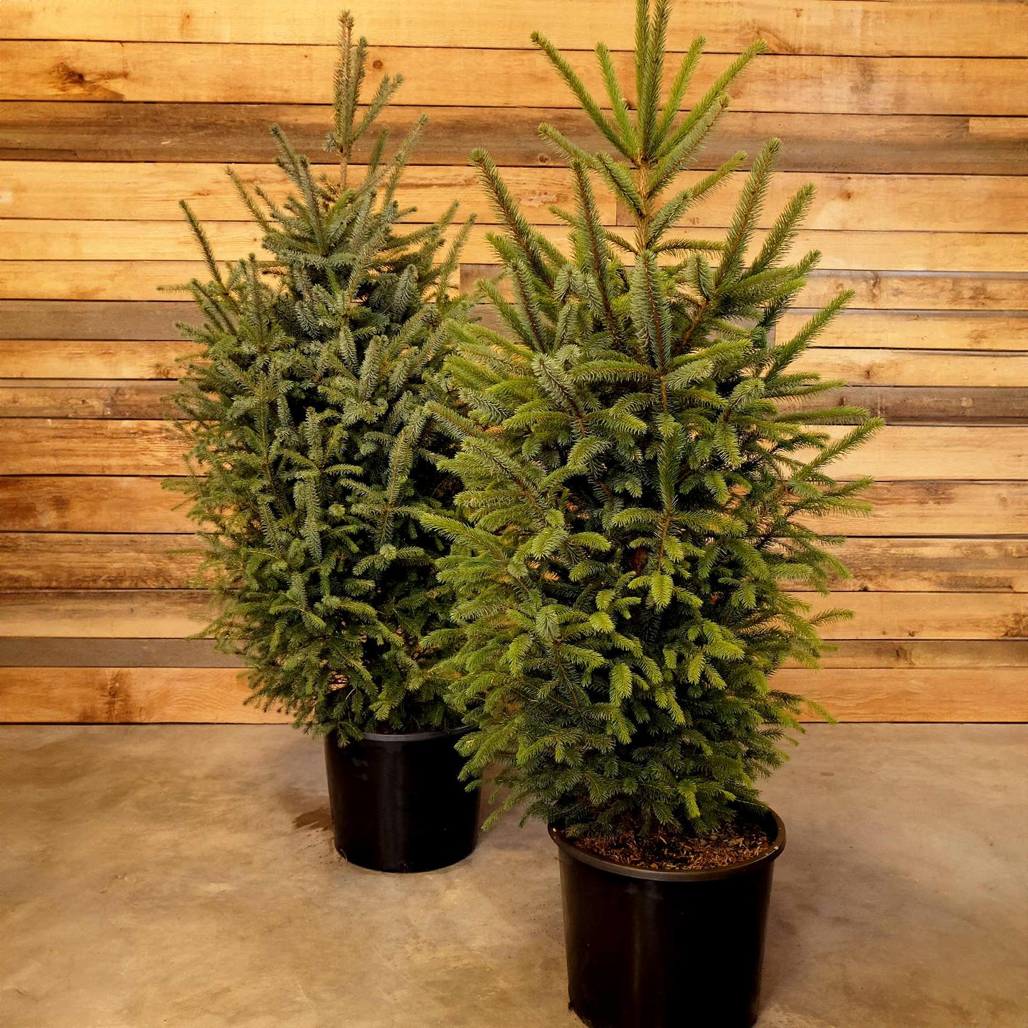 Potted Blue Spruce