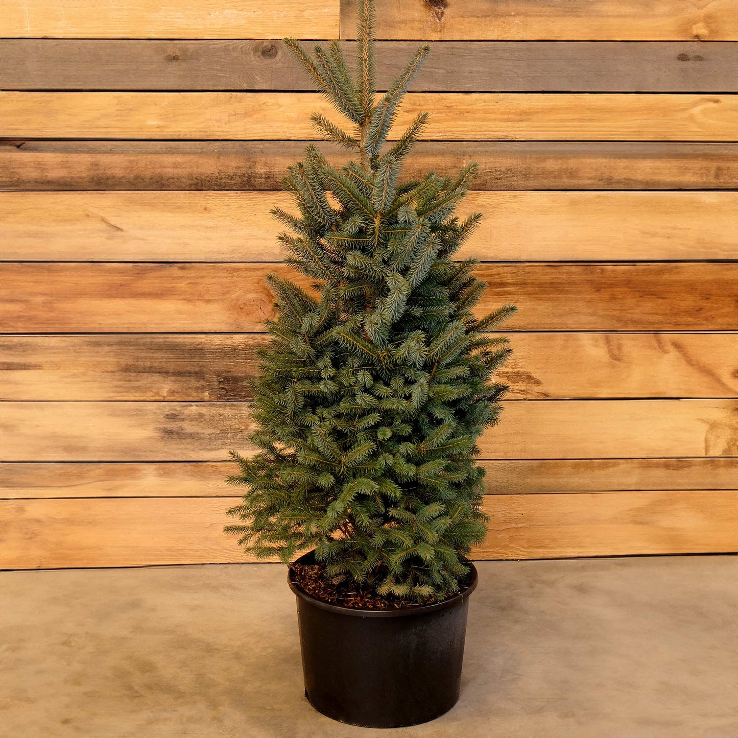 Potted Blue Spruce