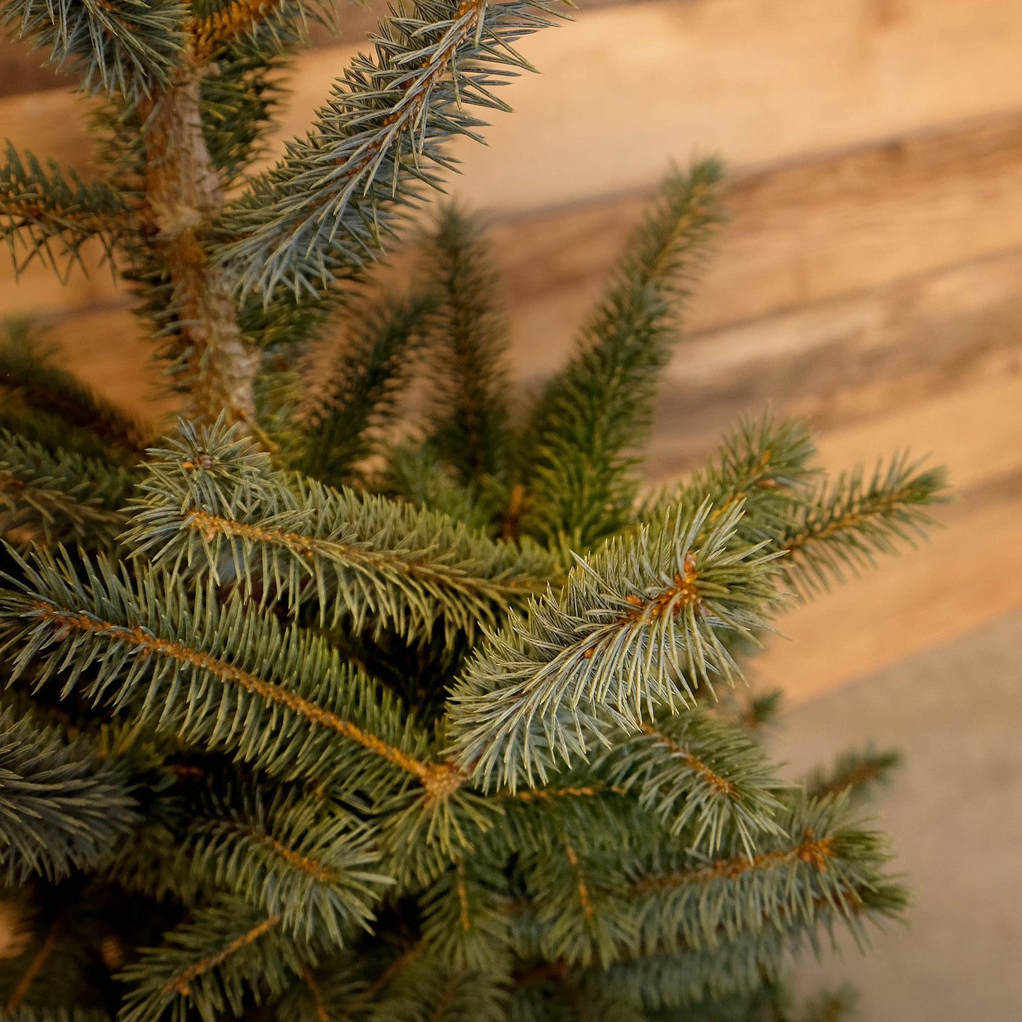 Potted Blue Spruce