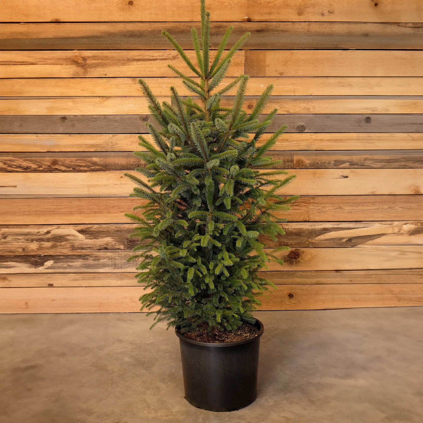 Potted Blue Spruce