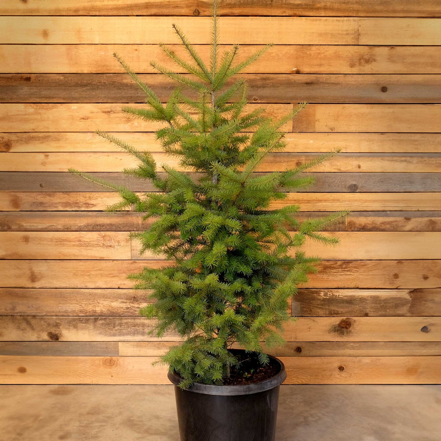 Potted Douglas Fir