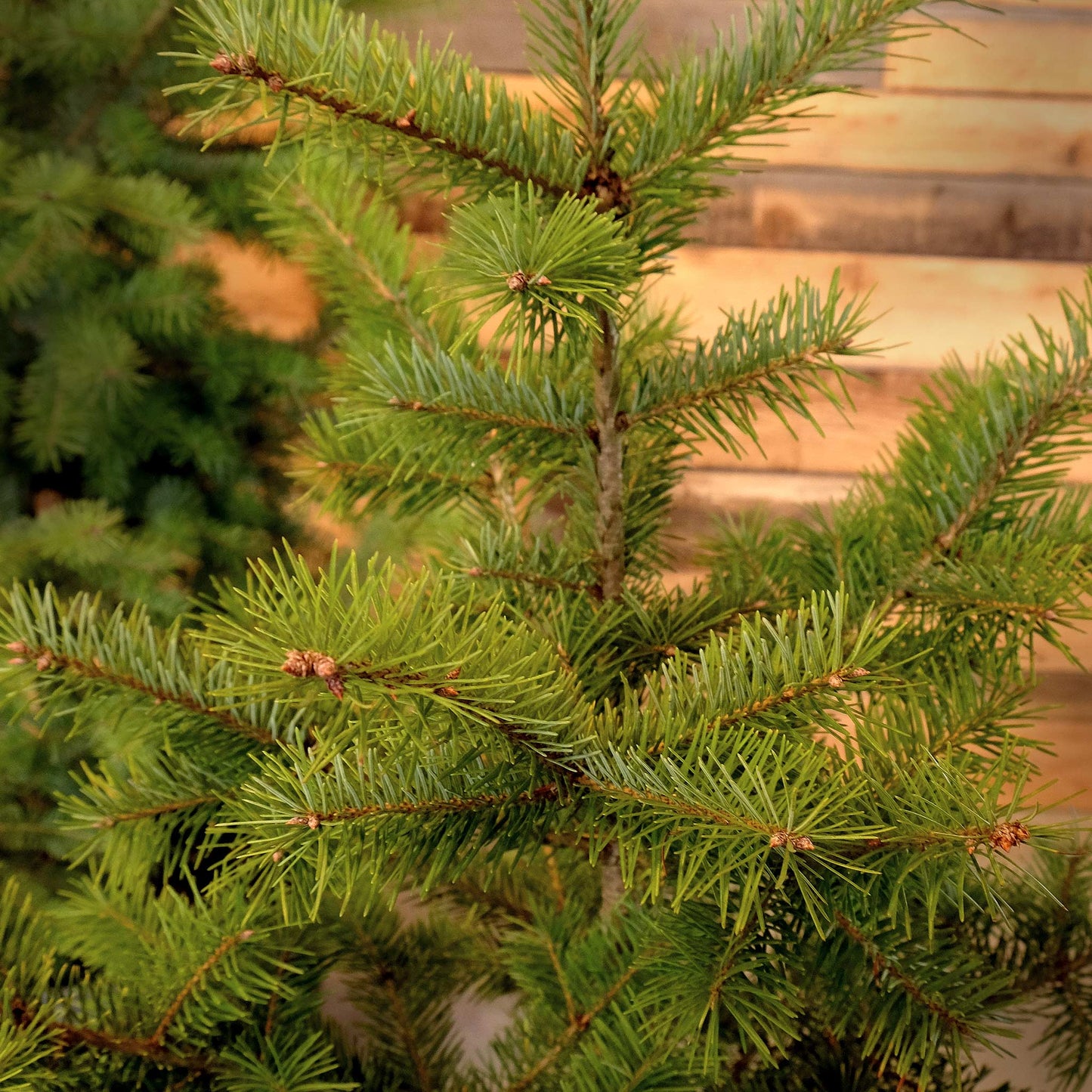 Potted Douglas Fir