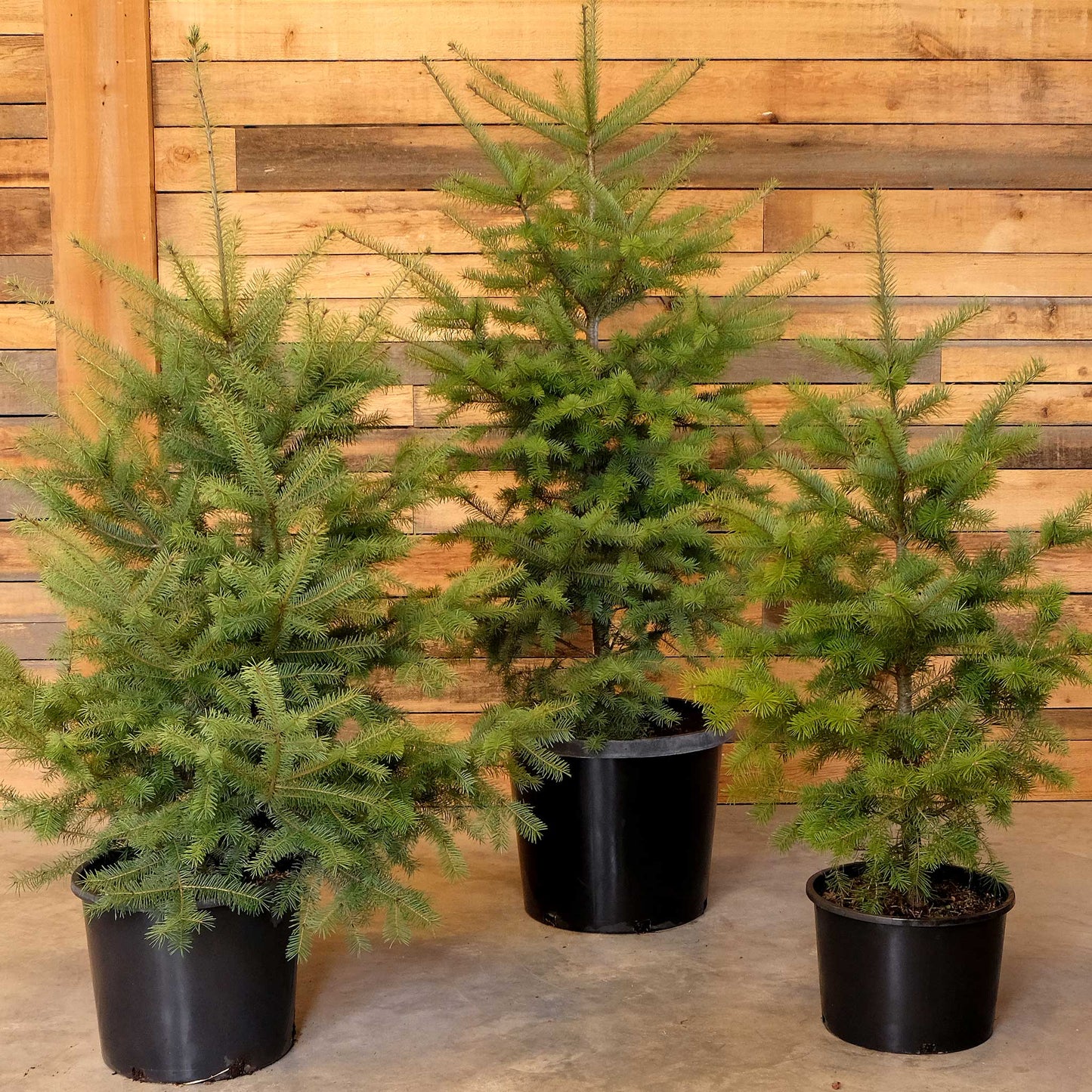 Potted Douglas Fir