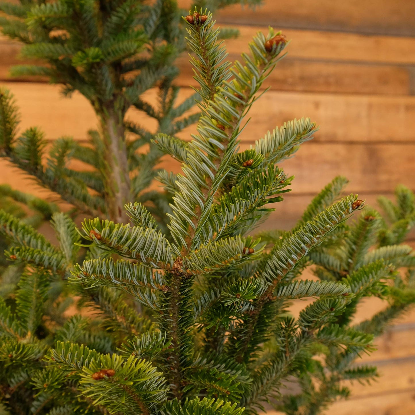 Potted Fraser Fir