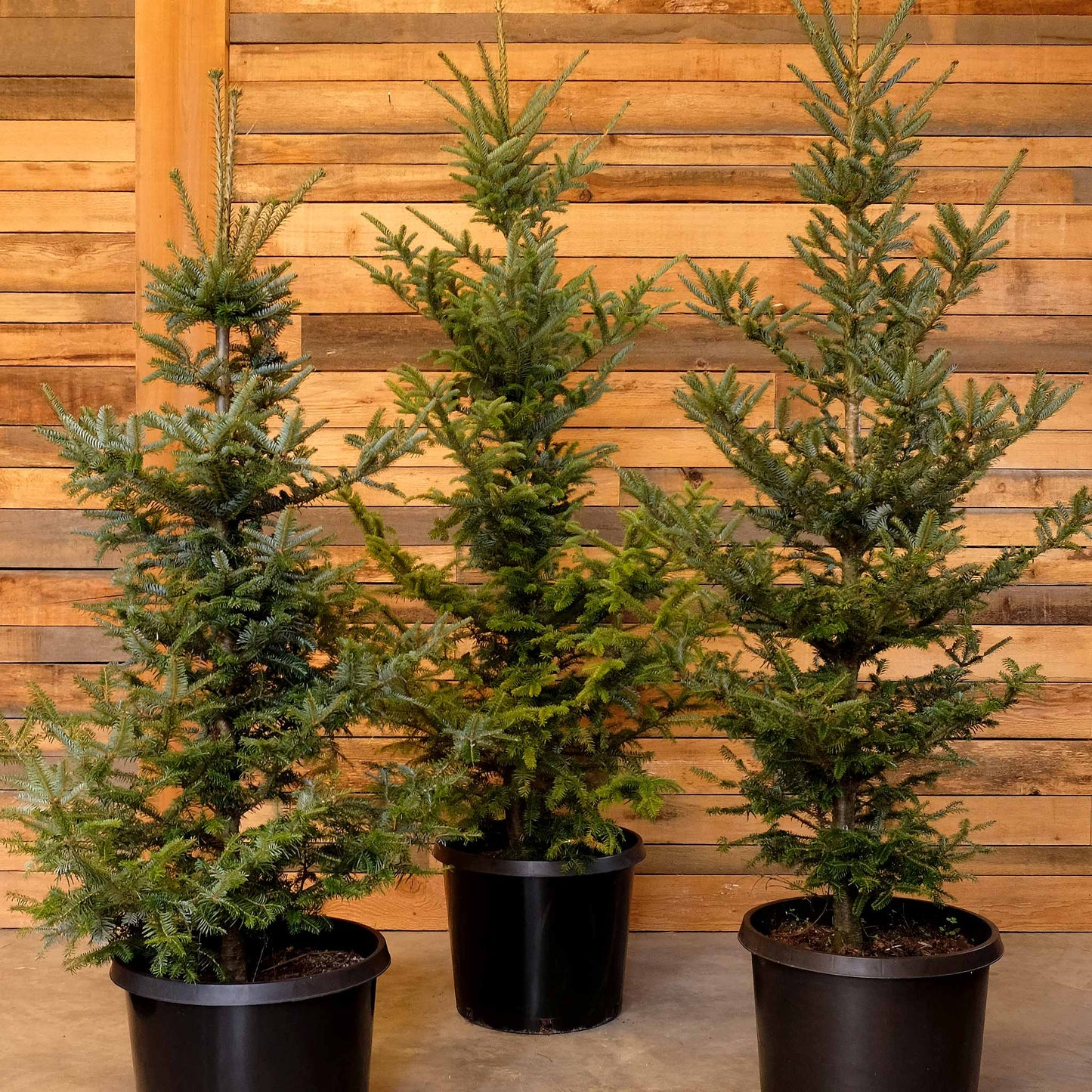 Potted Fraser Fir