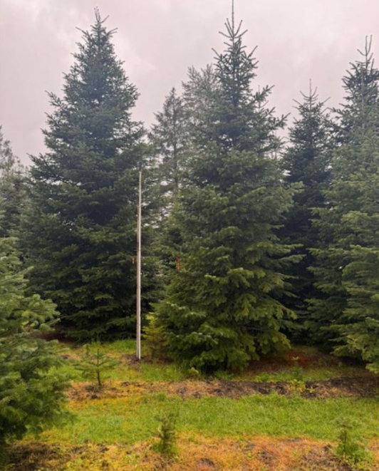 Fraser Fir Tree