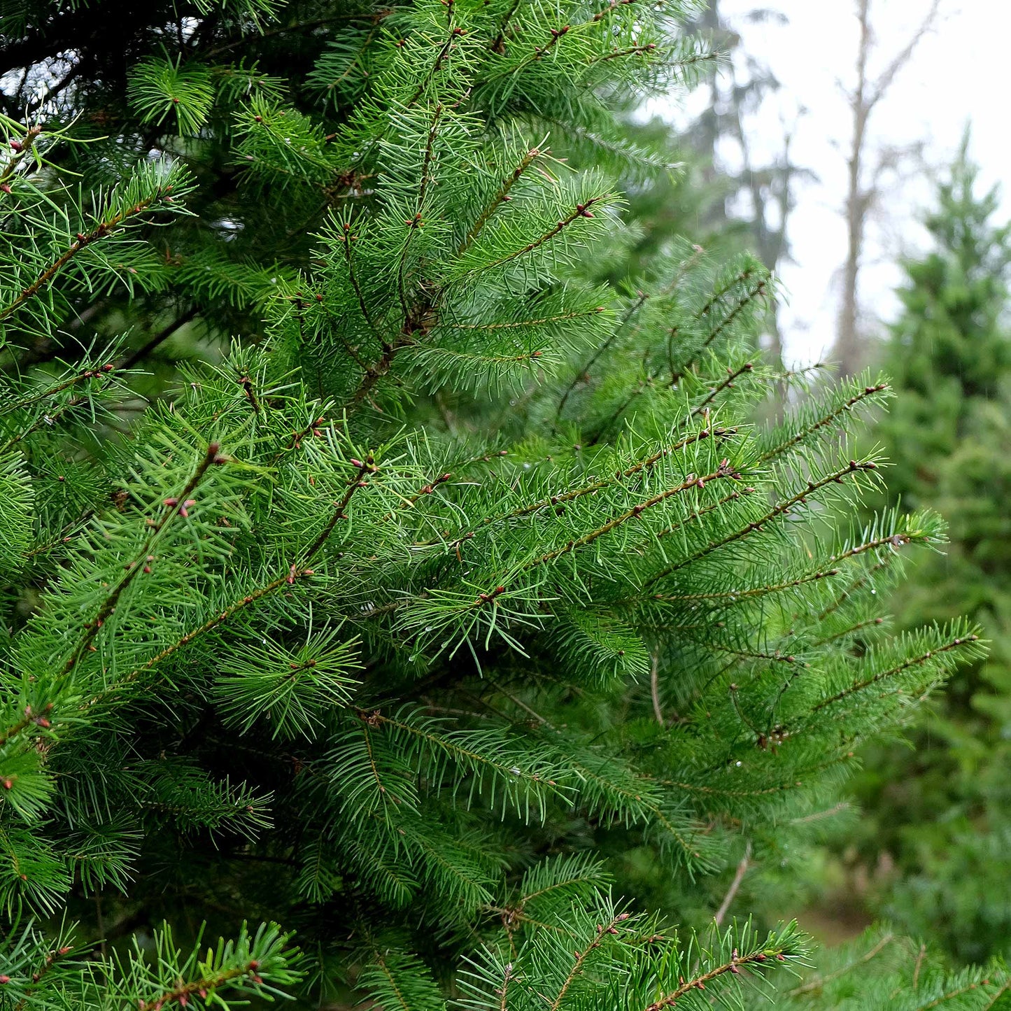 Douglas Fir (Premium)