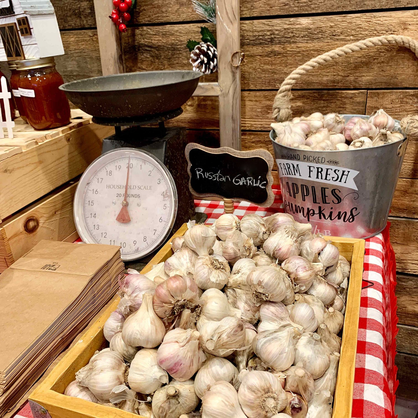 Garlic