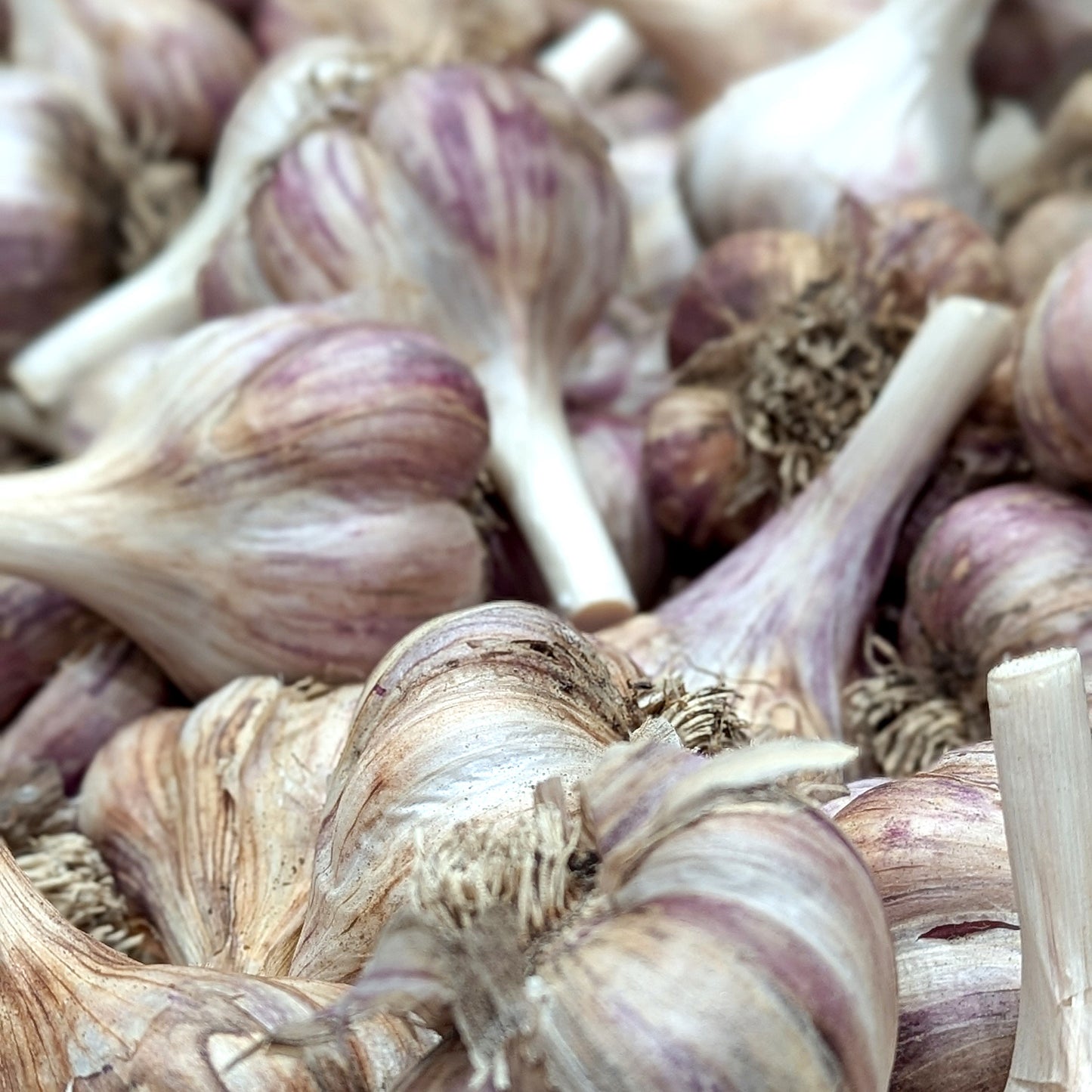 Garlic