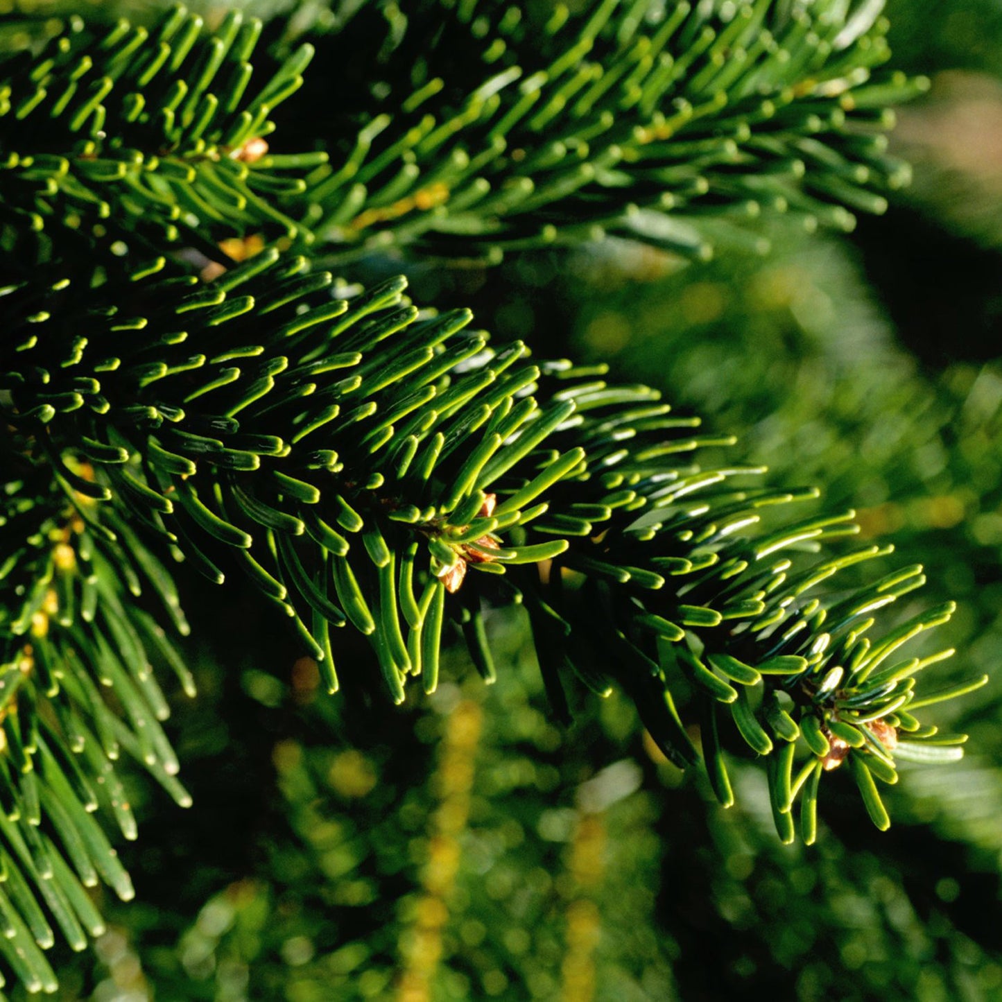 Potted Noble Fir