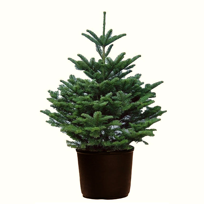 Potted Noble Fir