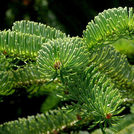Potted Nordmann Fir