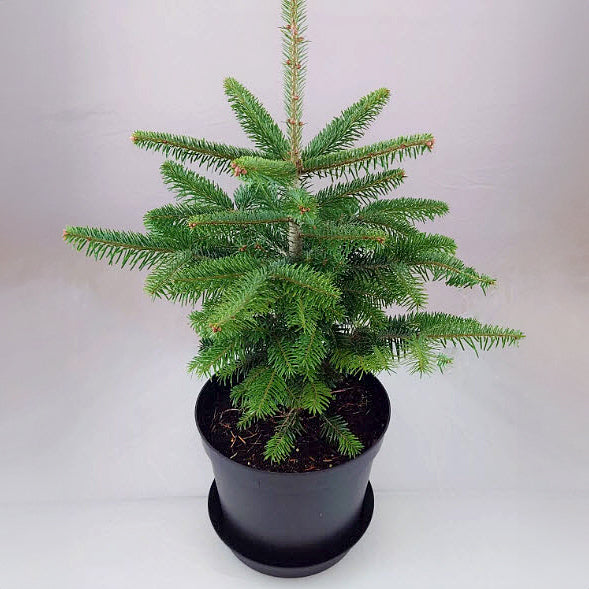Potted Nordmann Fir