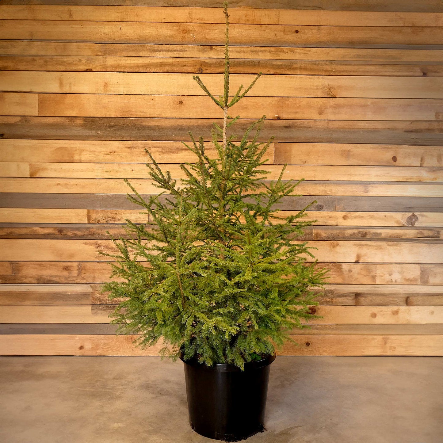Potted Sitka Spruce