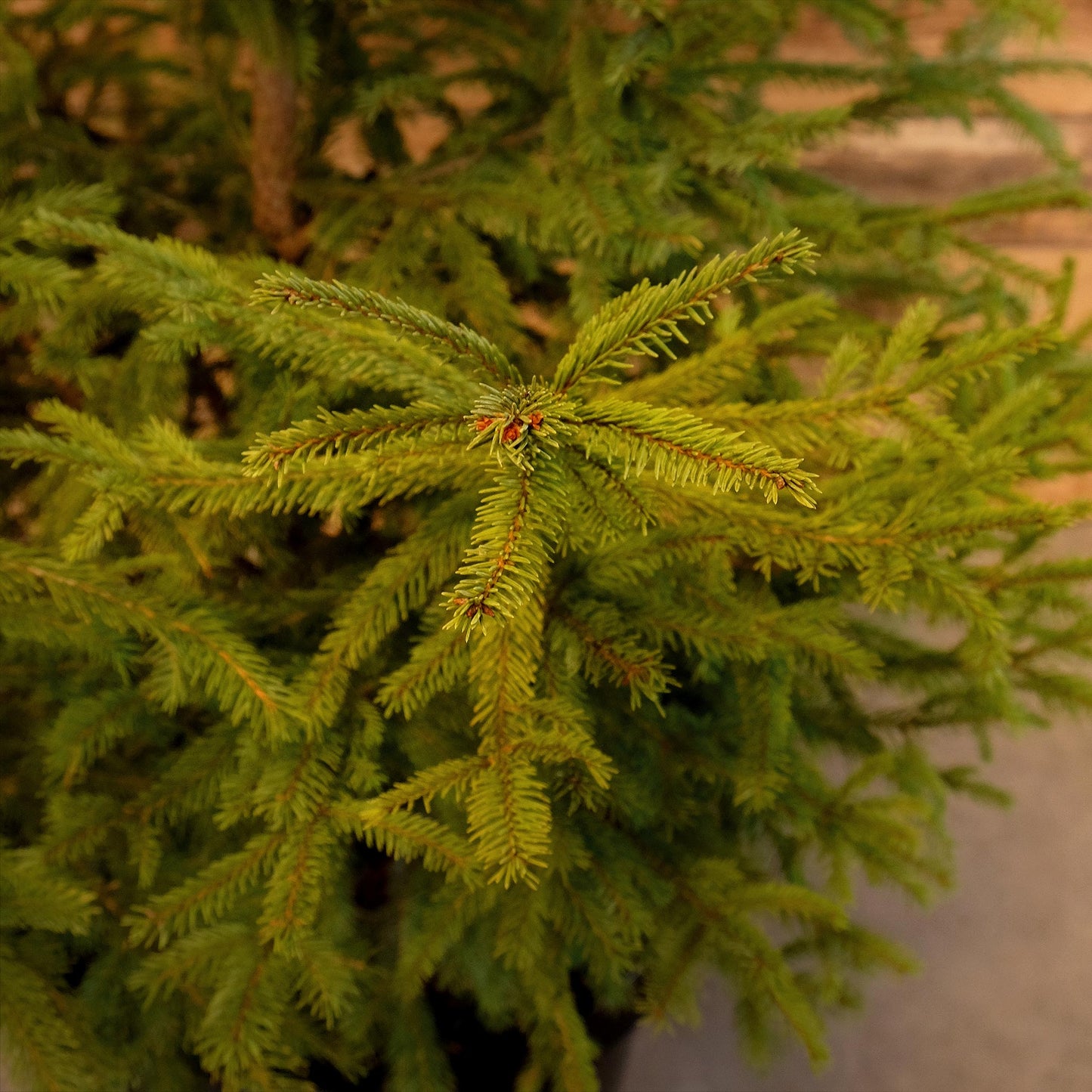 Potted Sitka Spruce