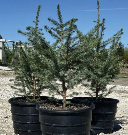 Serbian Spruce Omerika
