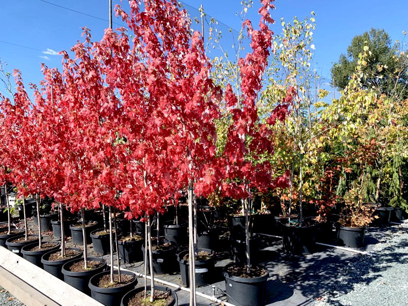 Collections – Murphy's Tree Farm