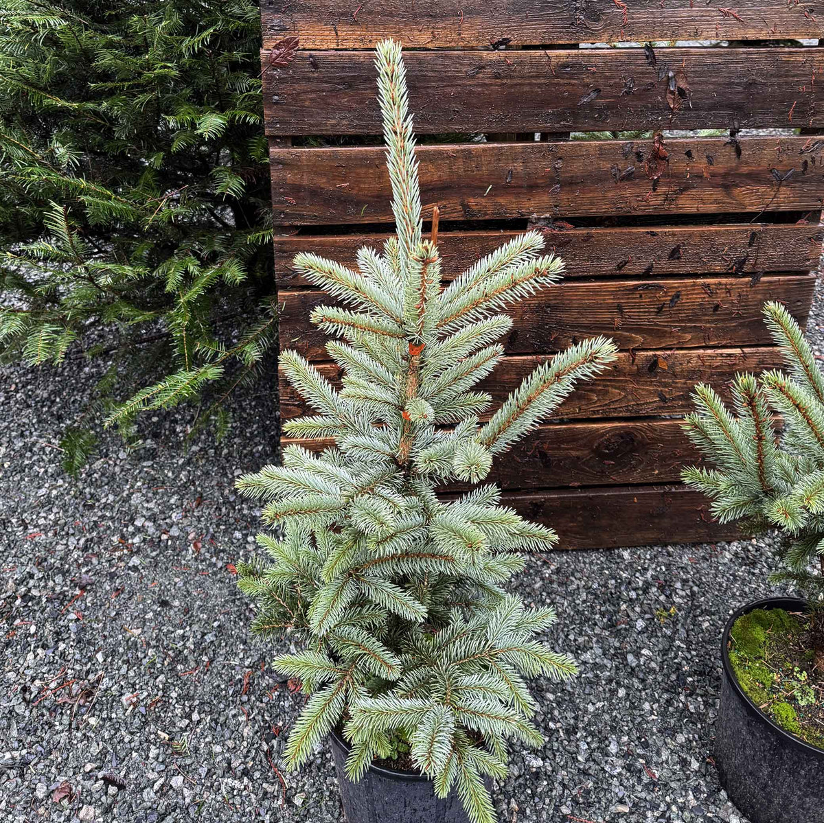 Potted Blue Spruce – Murphy's Tree Farm