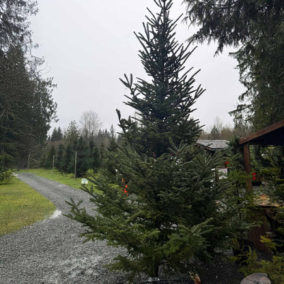 Fraser Fir