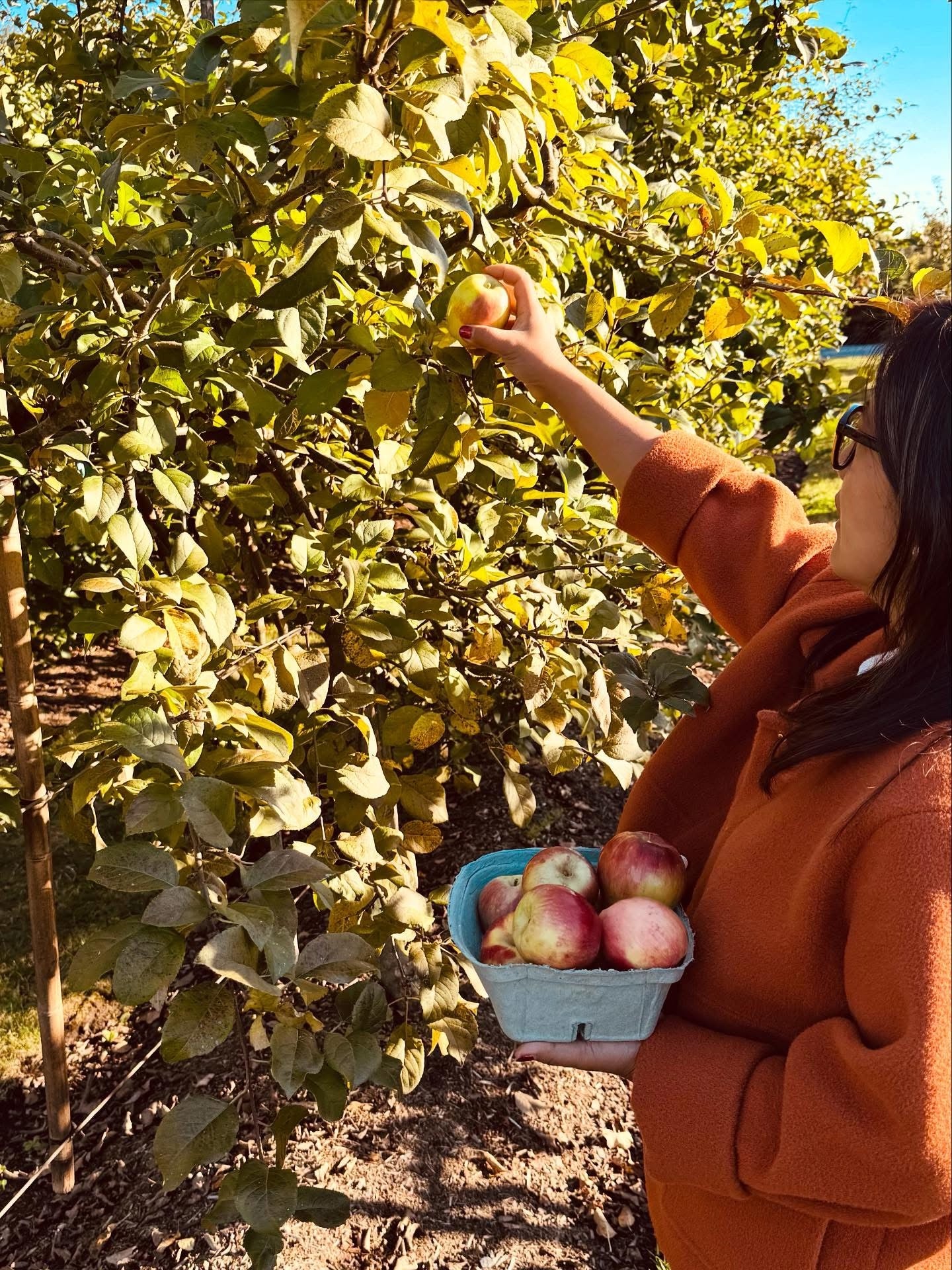 U-pick apples at the orchard