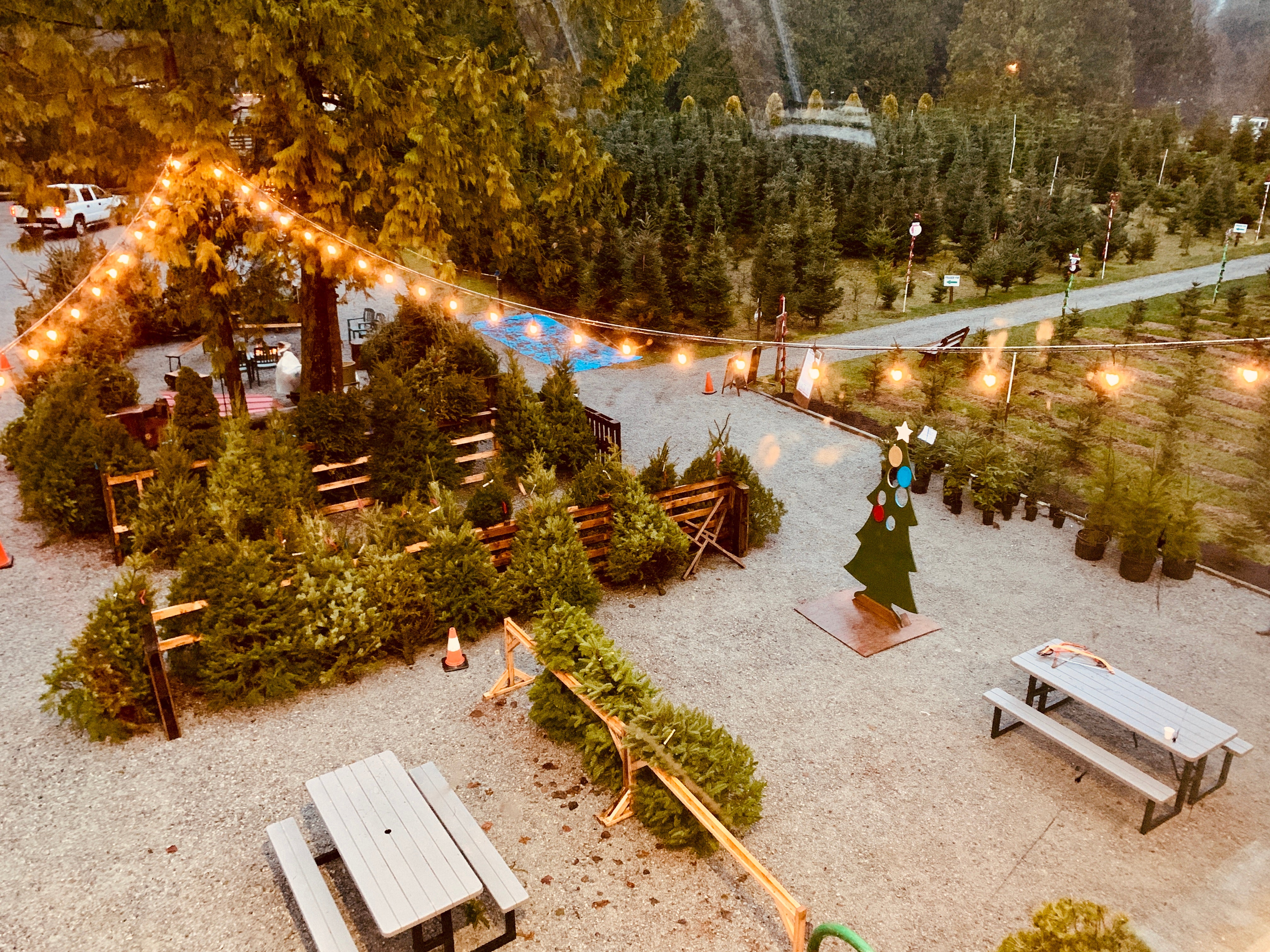 Murphy's Tree Farm in winter