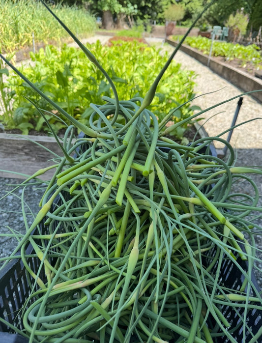 Fresh Russian Garlic Scapes
