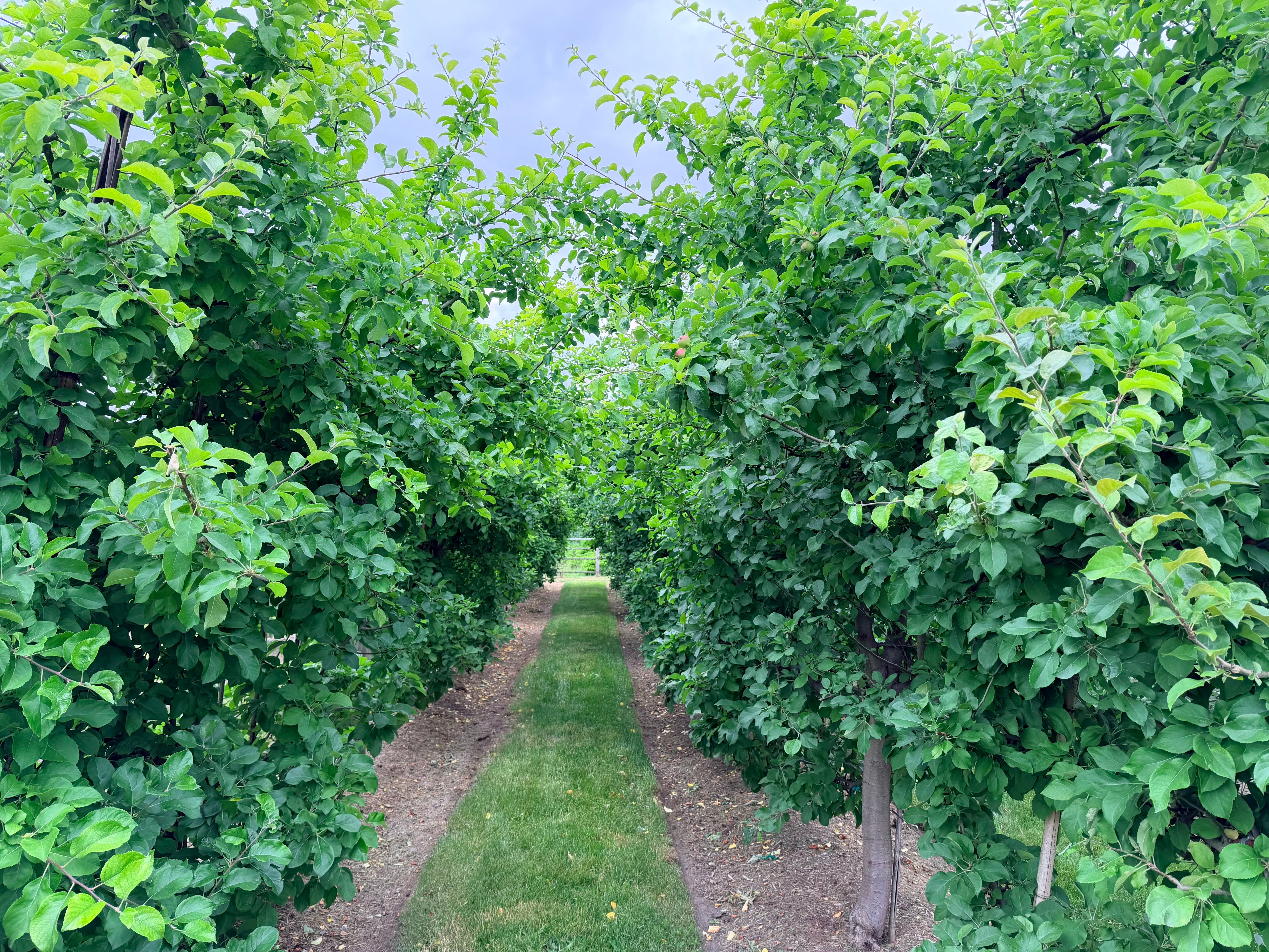 Murphy's Orchard in summer