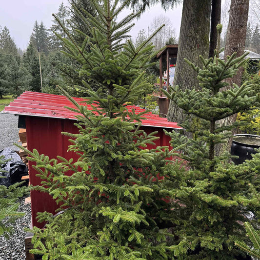 Noble Fir (Premium)