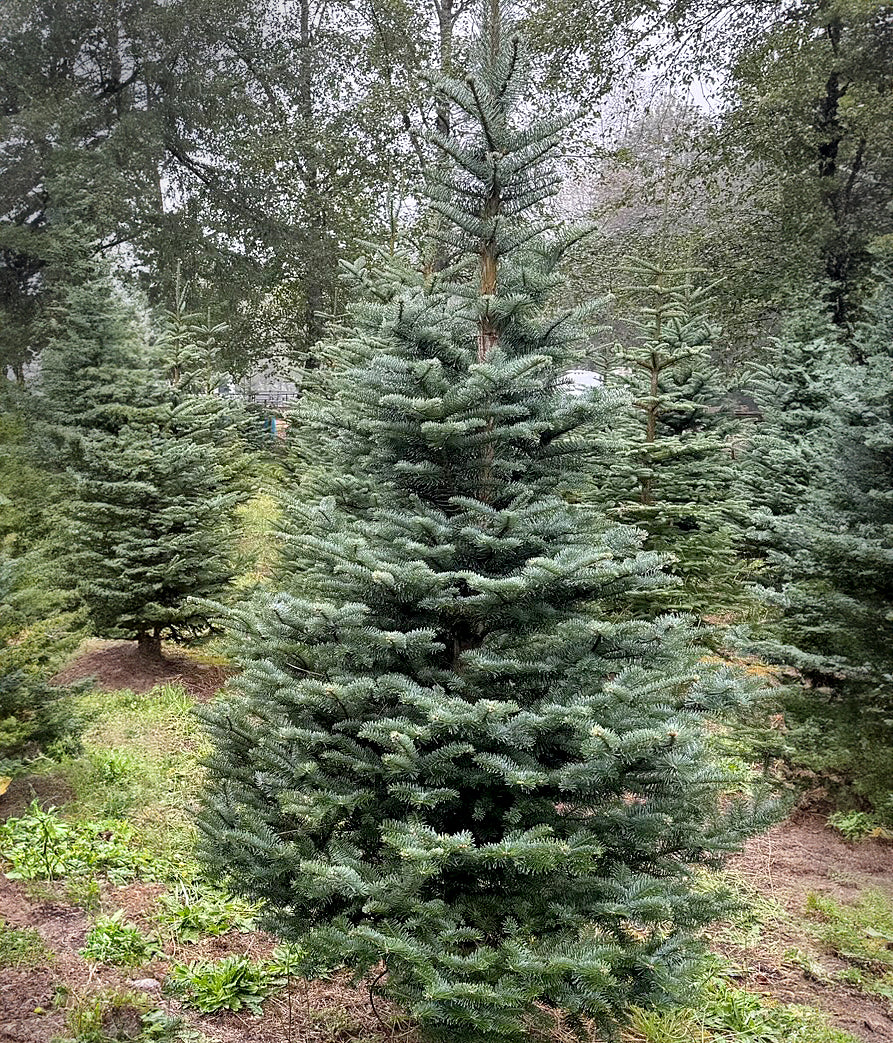 Noble Fir (Premium) – Murphy's Tree Farm