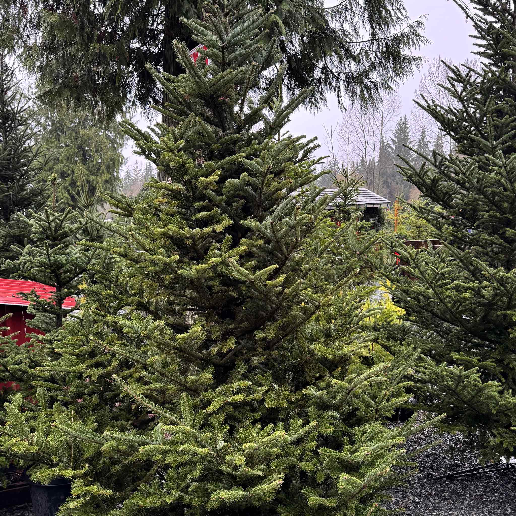 Potted Fraser Fir – Murphy's Tree Farm