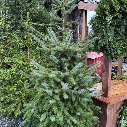 Potted Sitka Spruce