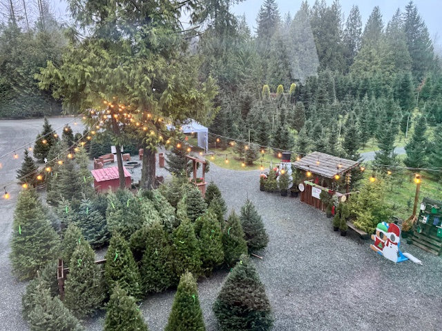 Christmas trees at Murphy's Tree Farm