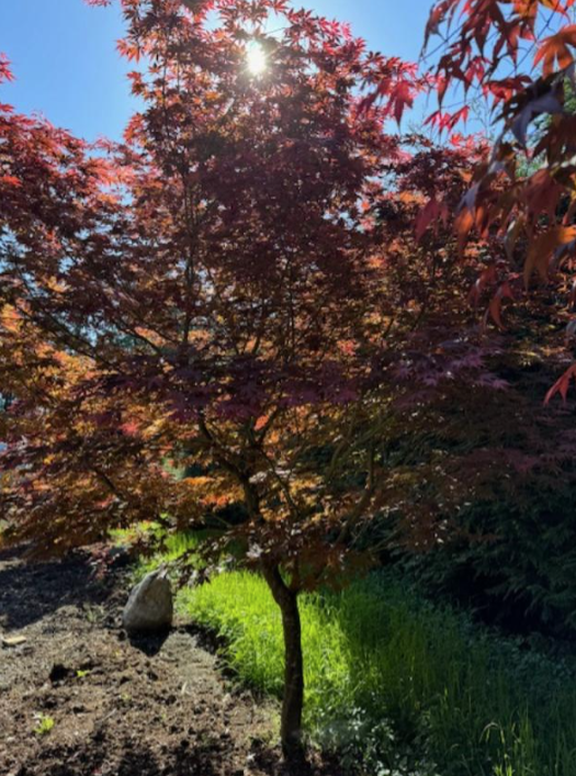 Acer Japanese Blood Good
