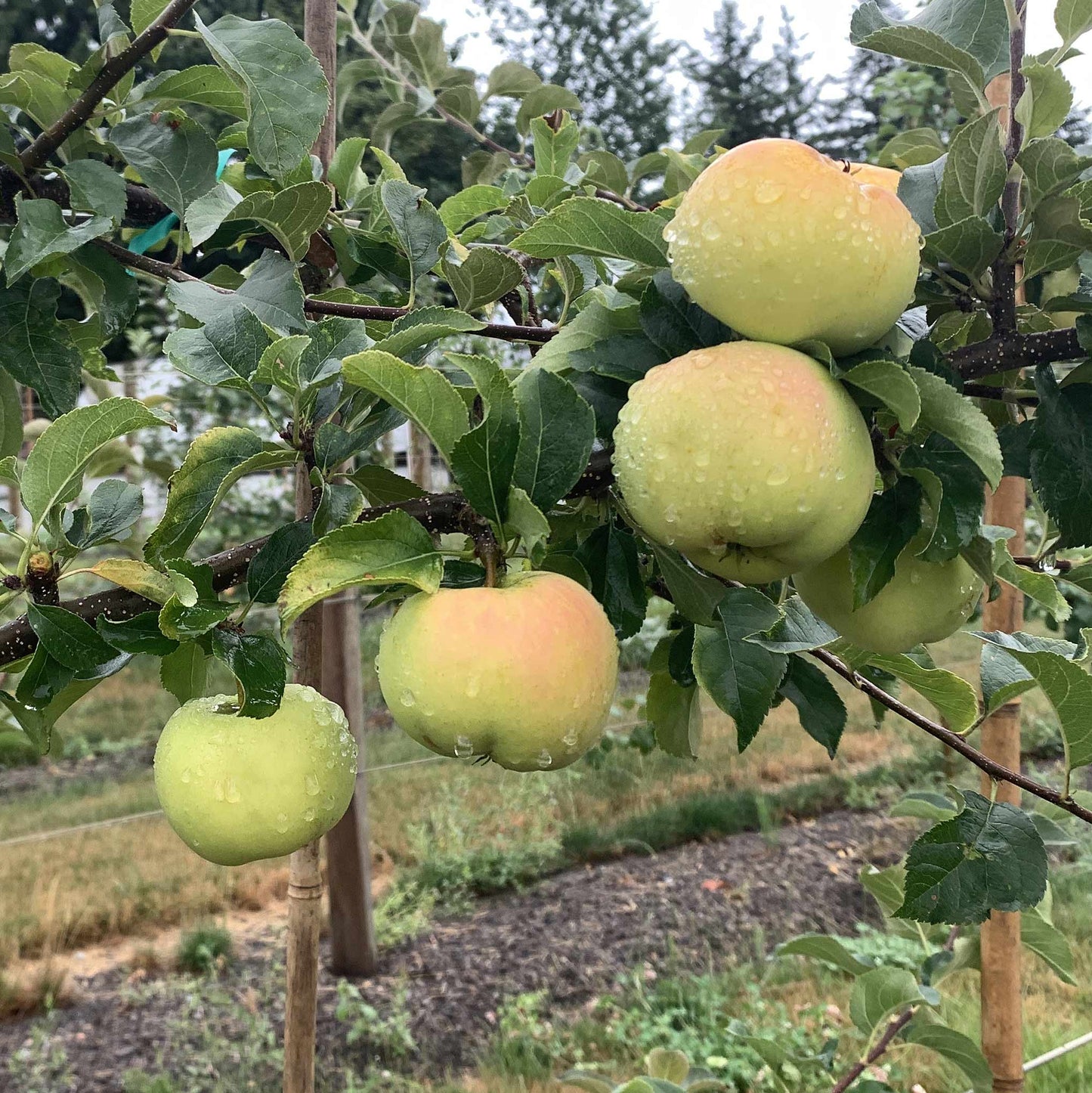 Early Gold Apples