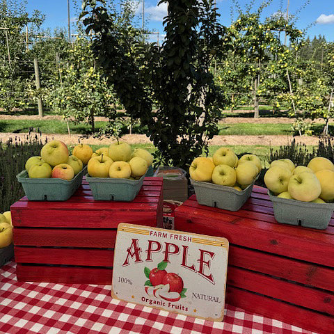 Early Gold apples at Murphy's Orchard