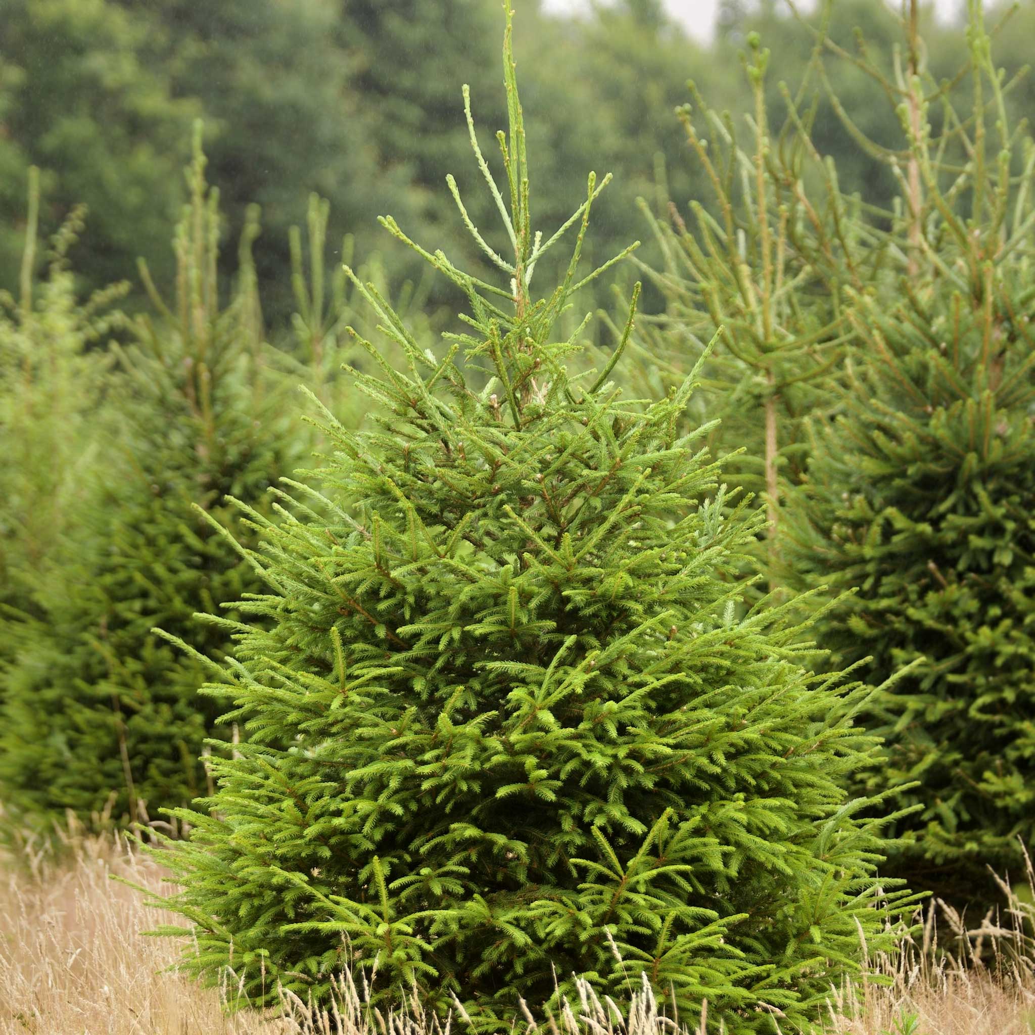 Spruce (Premium) โ Murphy's Tree Farm