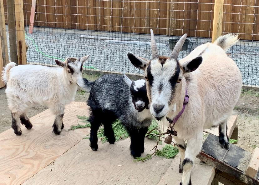 Farm goats at Murphy's