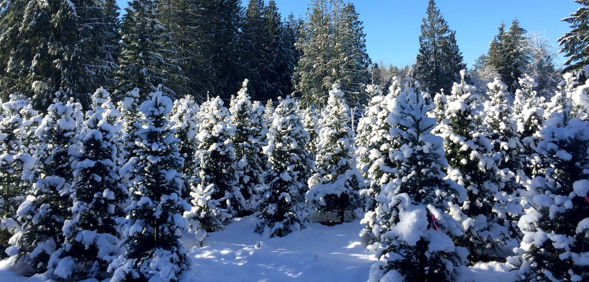 Our Story – Murphy's Tree Farm