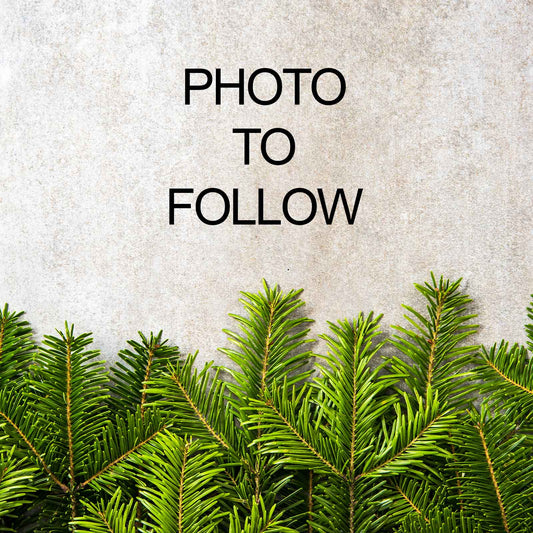 Potted Serbian Spruce