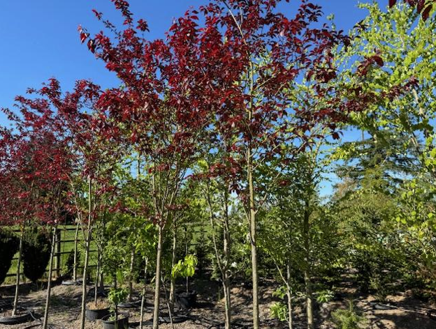 Pissardi Plum