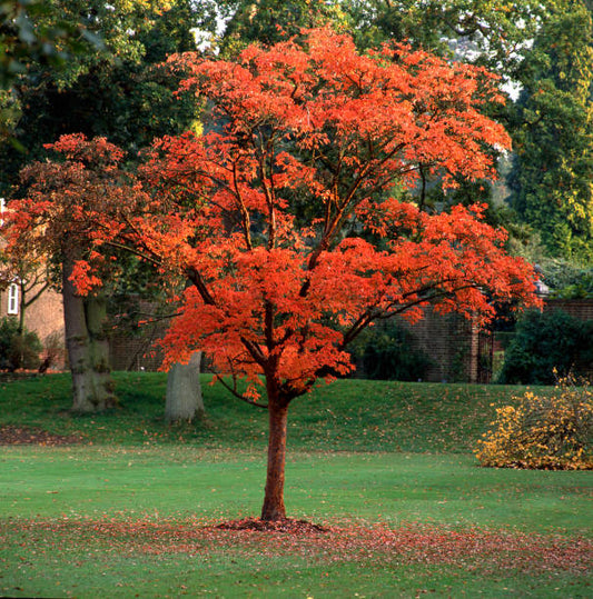 Paper Bark Maple (15-gal)