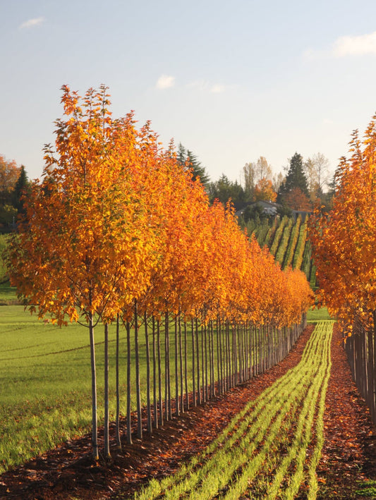 Acer Armstrong