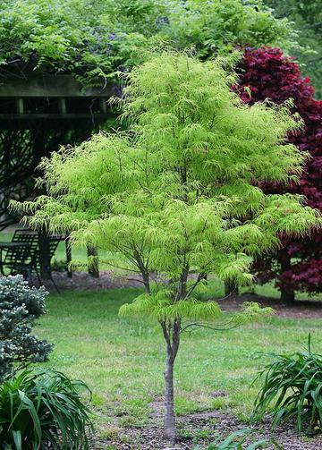 Acer Palmatun Green