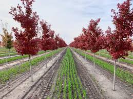 Acer Red Rubrum