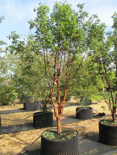 Paper Bark Maple