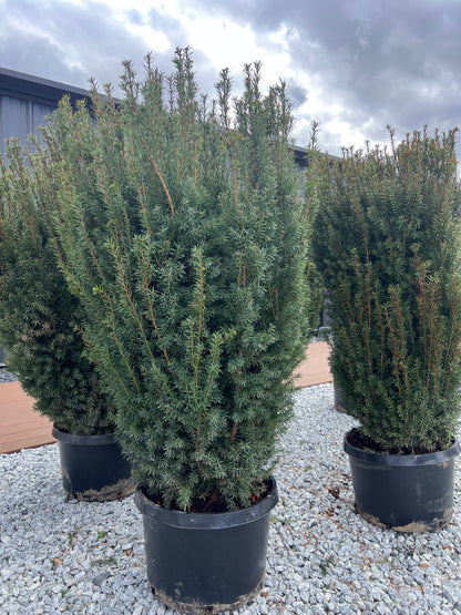 Taxus Yew Hicksii