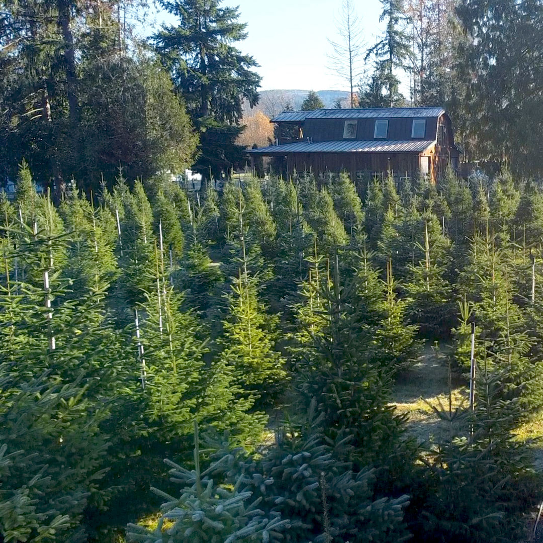 Christmas tree lot close-up